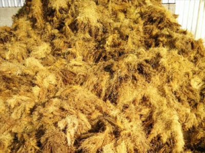 palm pressed fiber